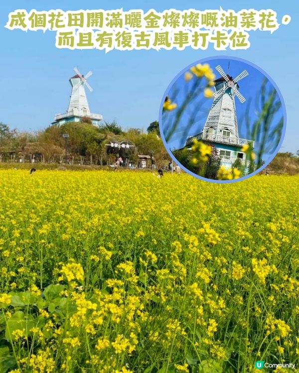 深圳2大油菜花海來襲! 公園湖境賞花/農場親子一日遊🌸附交通攻略