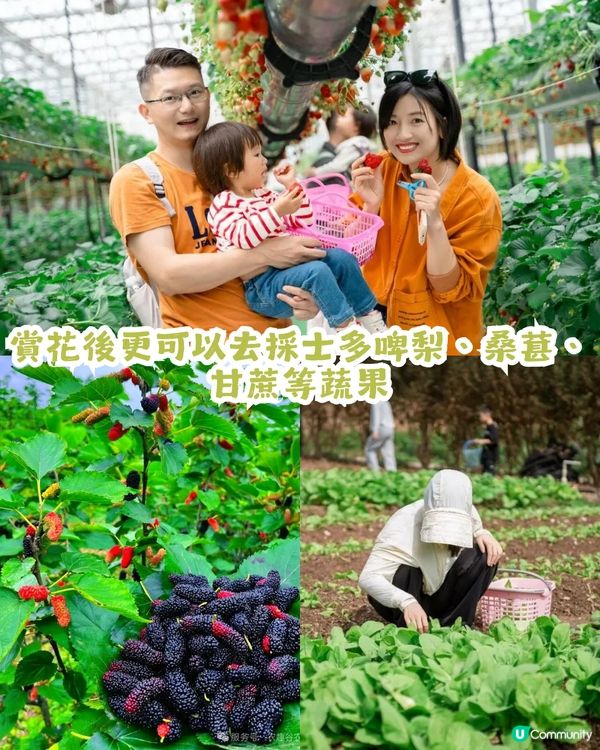 深圳2大油菜花海來襲! 公園湖境賞花/農場親子一日遊🌸附交通攻略