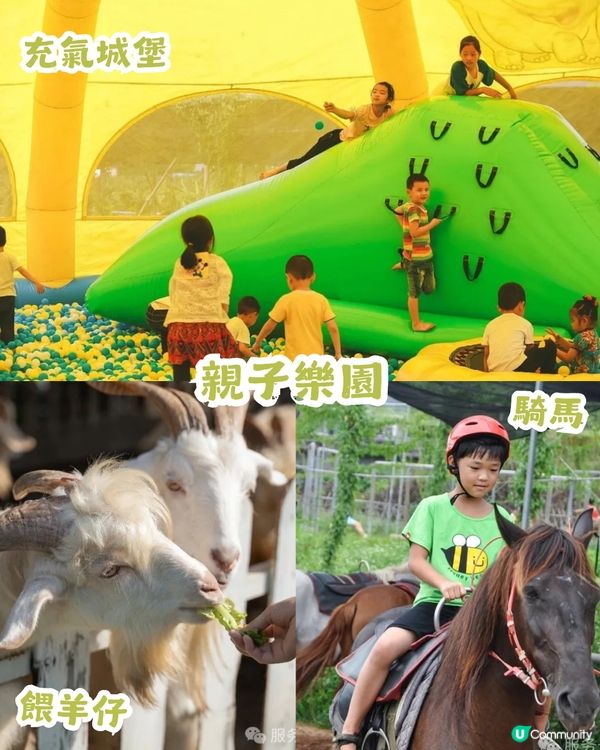 深圳2大油菜花海來襲! 公園湖境賞花/農場親子一日遊🌸附交通攻略