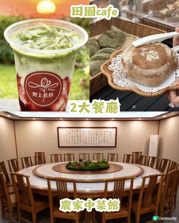 深圳2大油菜花海來襲! 公園湖境賞花/農場親子一日遊🌸附交通攻略