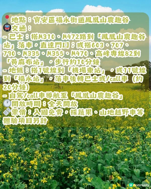 深圳2大油菜花海來襲! 公園湖境賞花/農場親子一日遊🌸附交通攻略