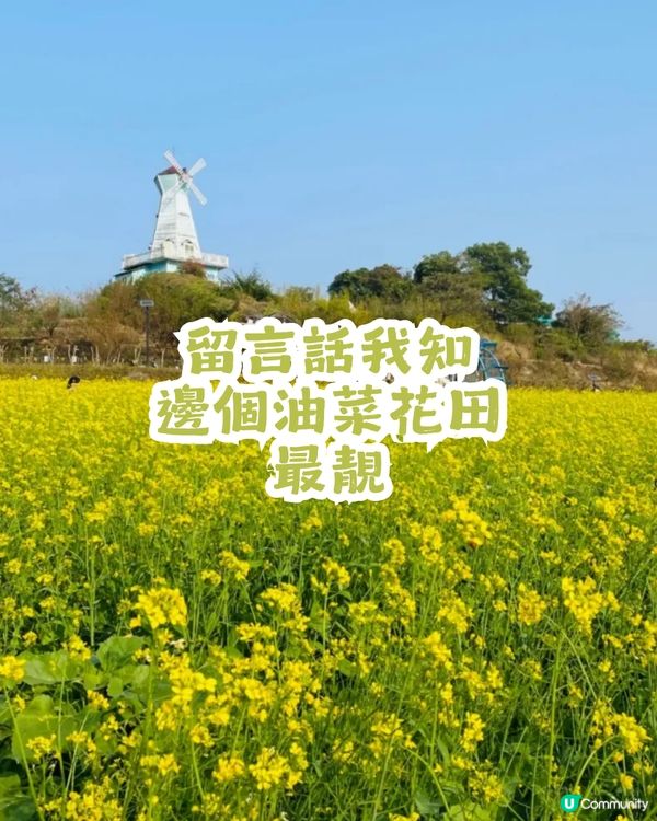 深圳2大油菜花海來襲! 公園湖境賞花/農場親子一日遊🌸附交通攻略