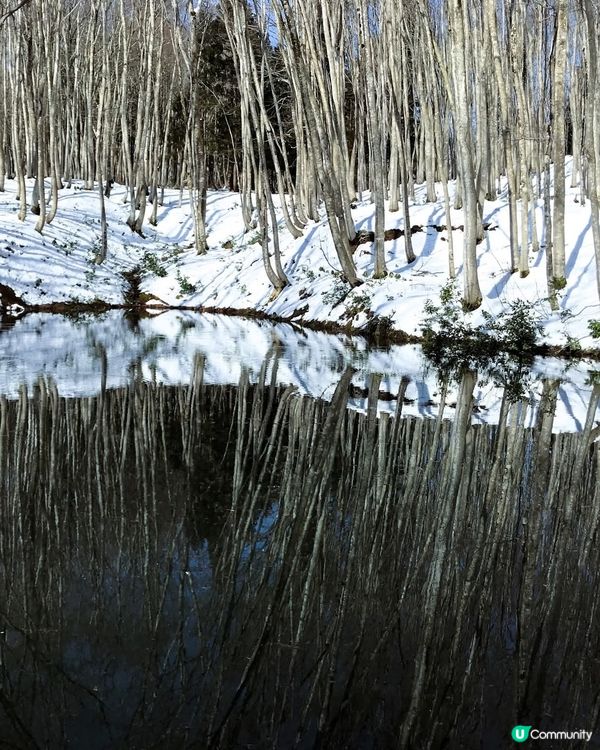 雪國美人林！夢幻銀世界 ❄️✨