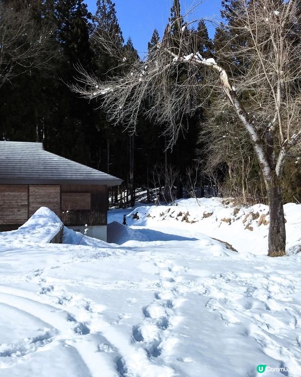 雪國美人林！夢幻銀世界 ❄️✨