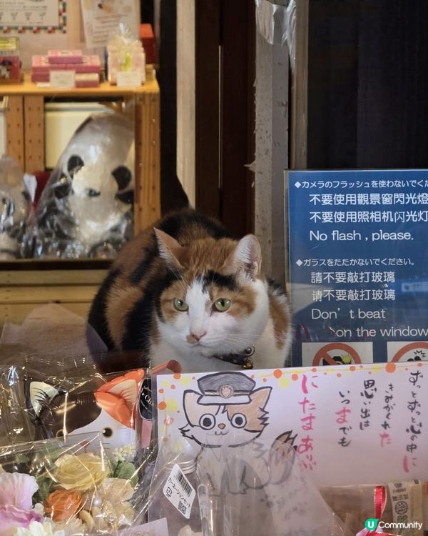 我的日本之旅大阪超人氣貓站長TAMA車站