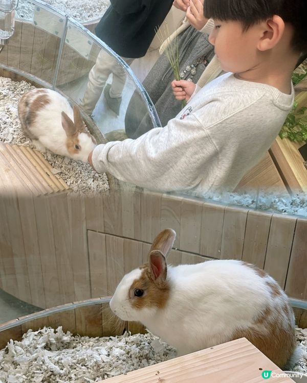 親子樂！動物近距離接觸 🐍🐰🐾