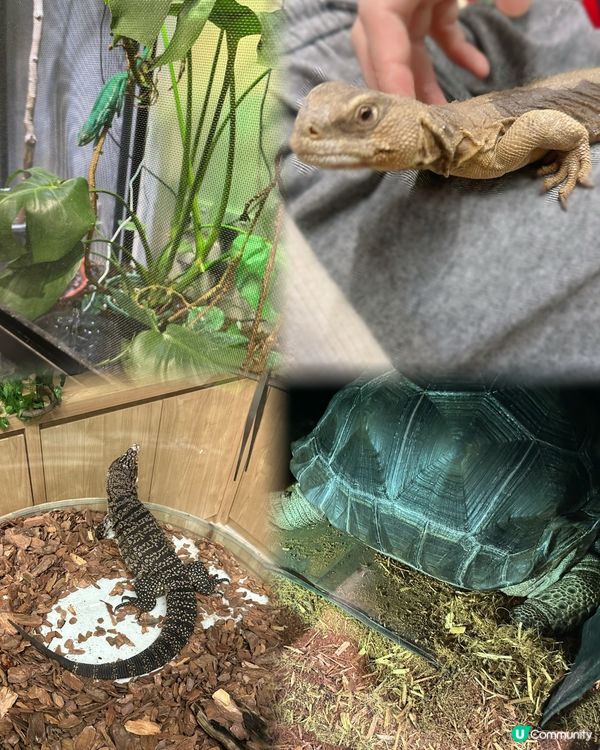 親子樂！動物近距離接觸 🐍🐰🐾