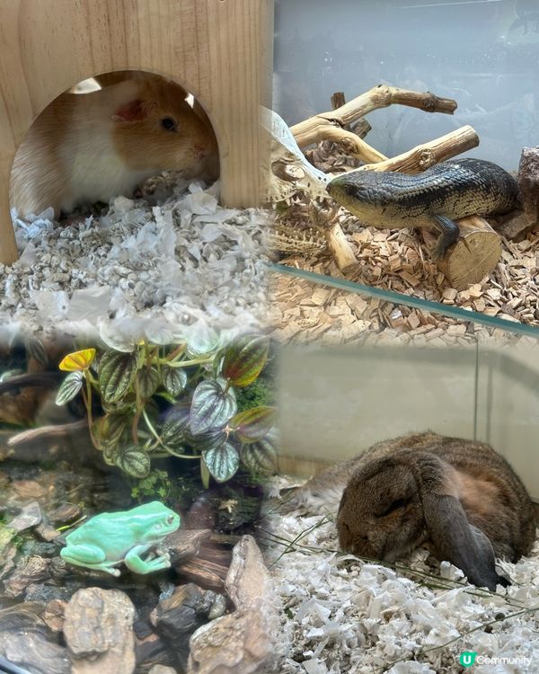 親子樂！動物近距離接觸 🐍🐰🐾