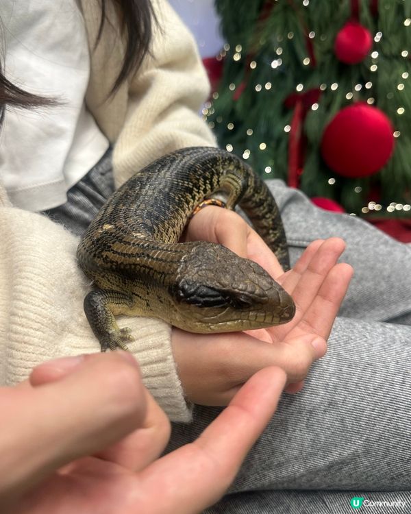 親子樂！動物近距離接觸 🐍🐰🐾