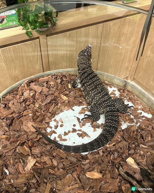 親子樂！動物近距離接觸 🐍🐰🐾