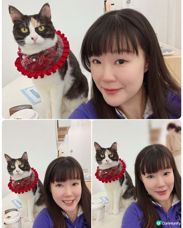 親子貓奴天堂！🐱貓之茶房