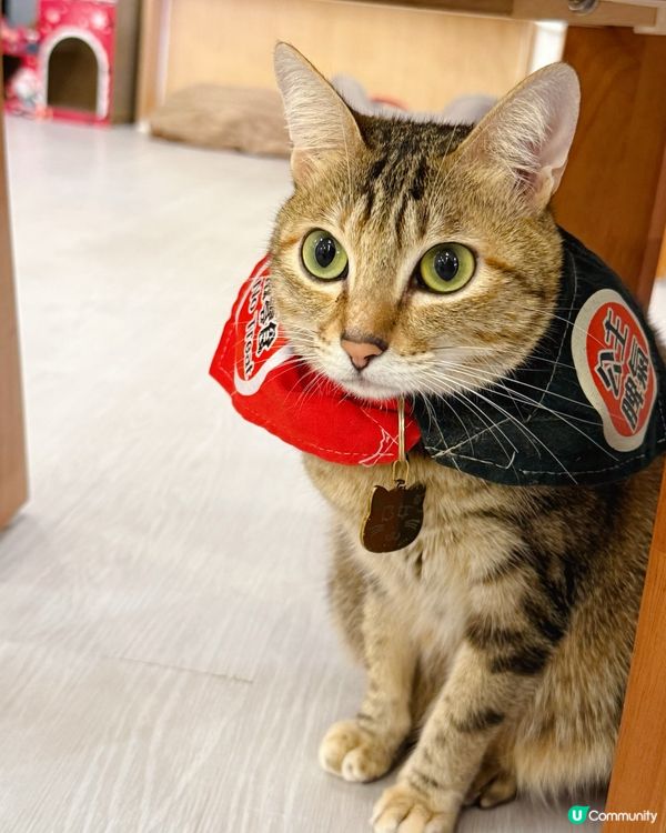 親子貓奴天堂！🐱貓之茶房