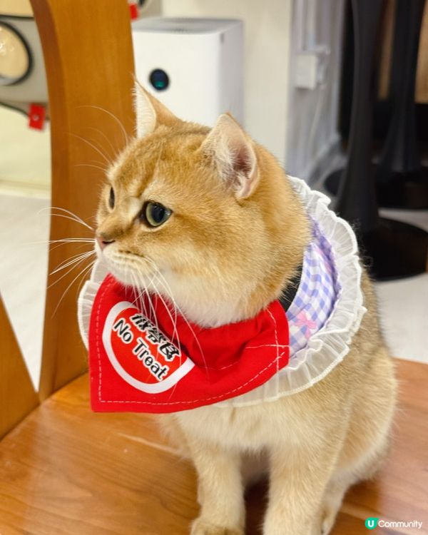 親子貓奴天堂！🐱貓之茶房