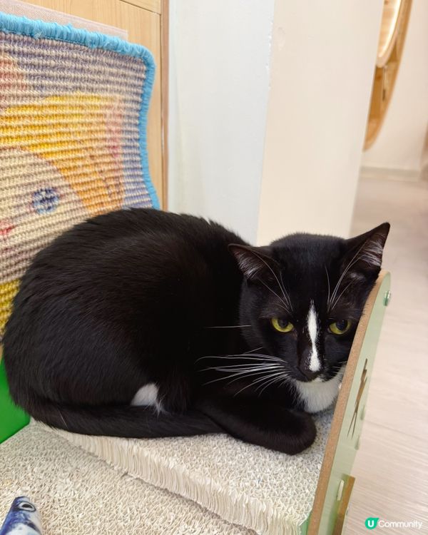 親子貓奴天堂！🐱貓之茶房