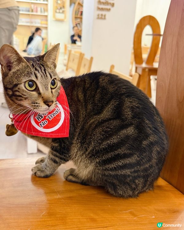 親子貓奴天堂！🐱貓之茶房