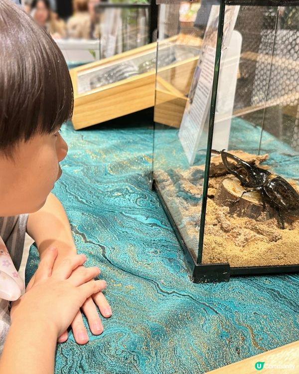 甲蟲館嚟喇！親子必去！🐞✨
