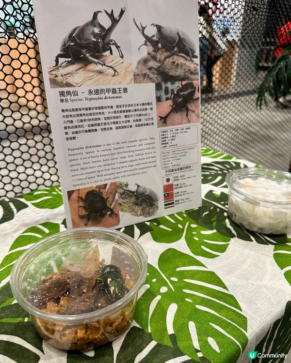 甲蟲館嚟喇！親子必去！🐞✨