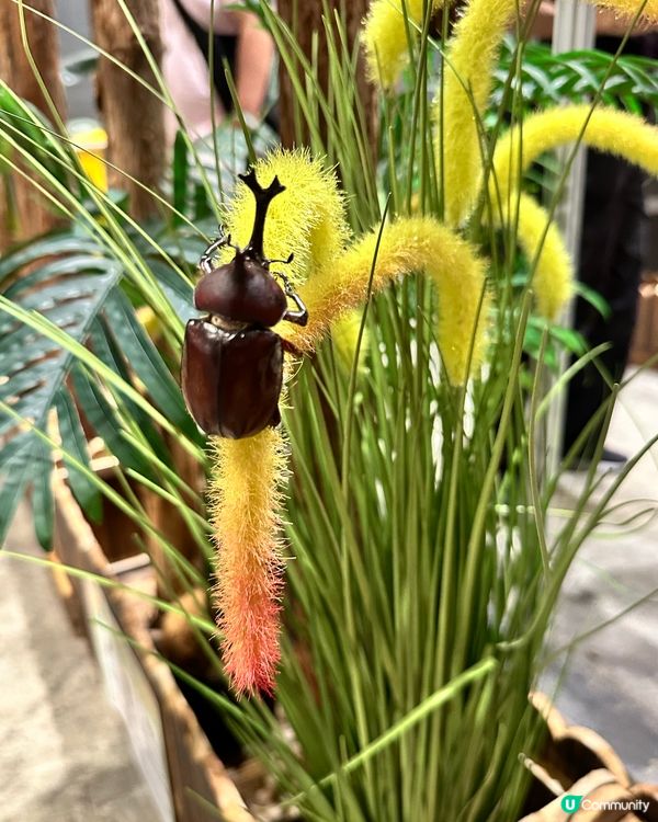 甲蟲館嚟喇！親子必去！🐞✨