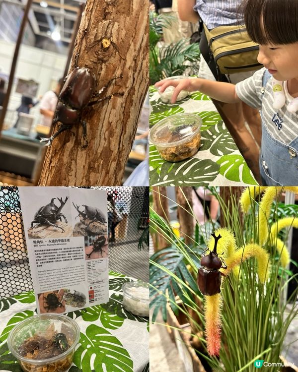 甲蟲館嚟喇！親子必去！🐞✨