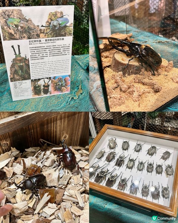 甲蟲館嚟喇！親子必去！🐞✨