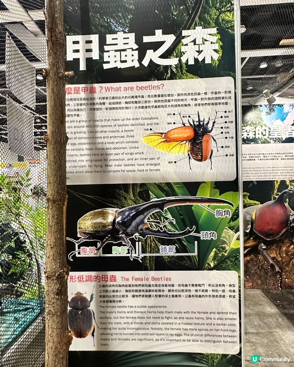 甲蟲館嚟喇！親子必去！🐞✨