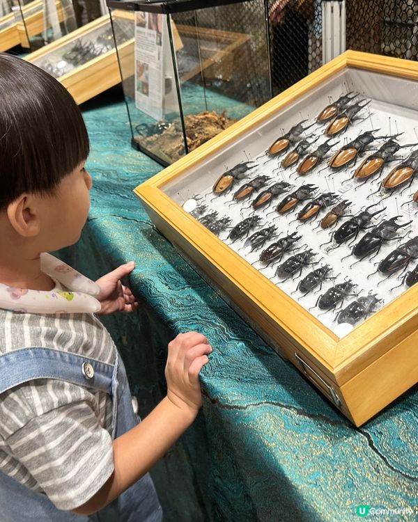 甲蟲館嚟喇！親子必去！🐞✨