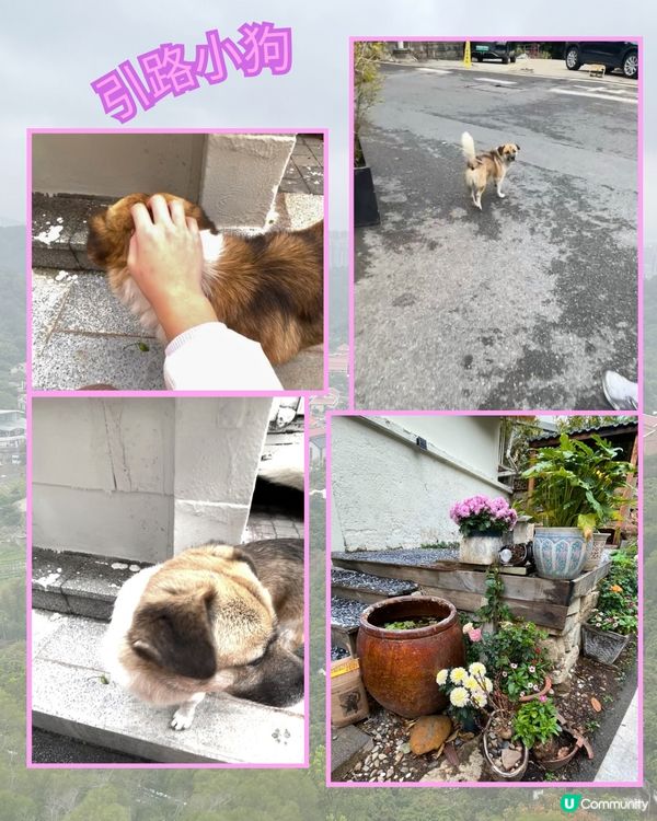 廈門見山海，佛系賞花海！🌸🌼