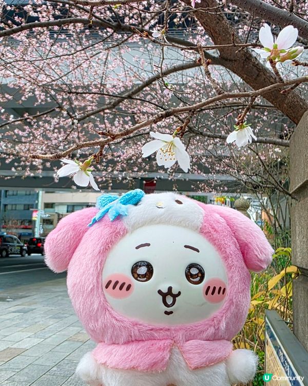 東京1月早櫻🌸有驚喜🤩