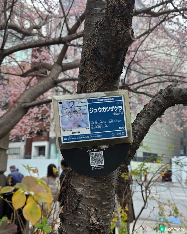 東京1月早櫻🌸有驚喜🤩