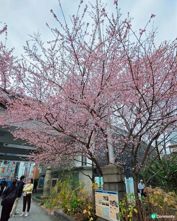 東京1月早櫻🌸有驚喜🤩