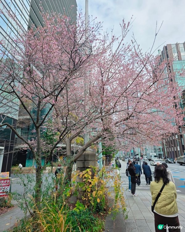 東京1月早櫻🌸有驚喜🤩