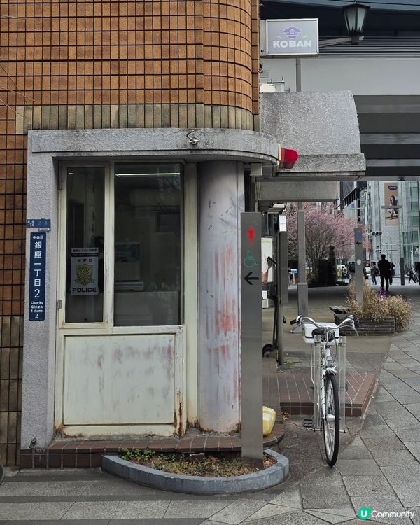 東京1月早櫻🌸有驚喜🤩