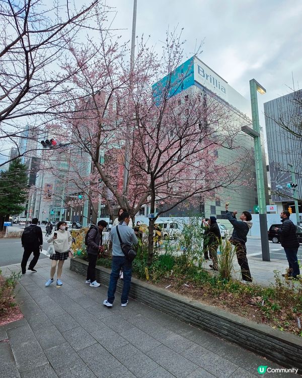東京1月早櫻🌸有驚喜🤩