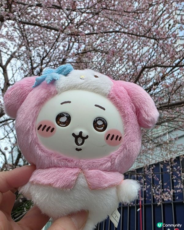 東京1月早櫻🌸有驚喜🤩