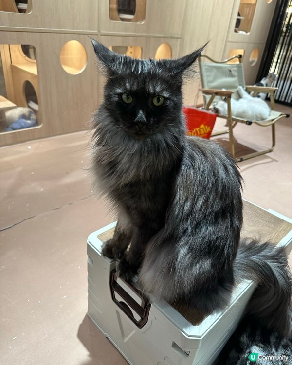 貓奴天堂！🐾 療癒系貓咪空間！💖