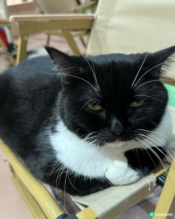 貓奴天堂！🐾 療癒系貓咪空間！💖