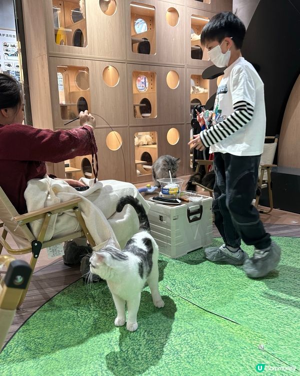 貓奴天堂！🐾 療癒系貓咪空間！💖