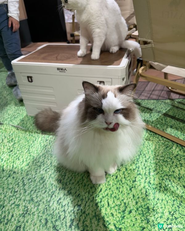 貓奴天堂！🐾 療癒系貓咪空間！💖