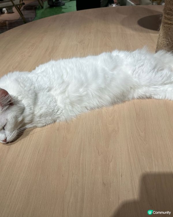 貓奴天堂！🐾 療癒系貓咪空間！💖