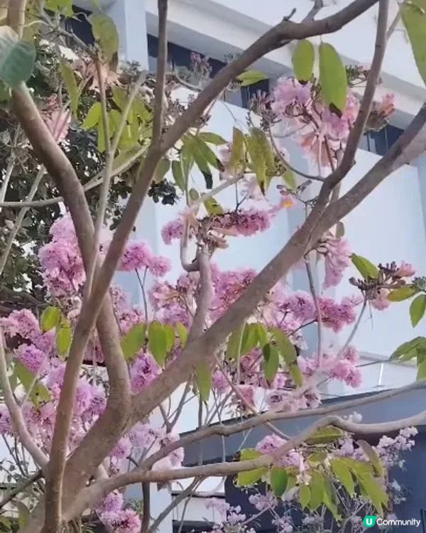 西區新公園！親子寵物天堂！🤩