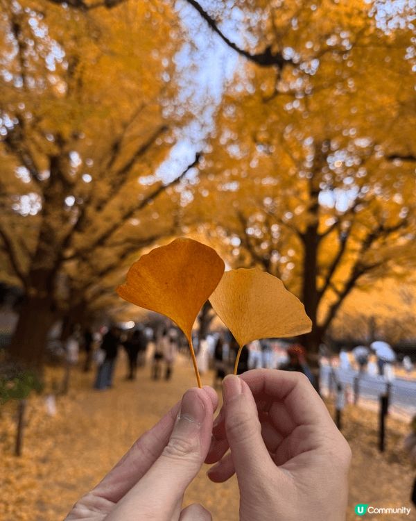 東京都明治神宮外苑的銀杏，剛好撞上滿開的日子，隨便影都好靚，...