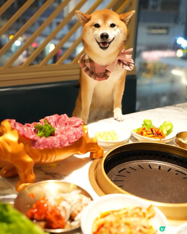 同狗狗一齊食韓牛放題😽