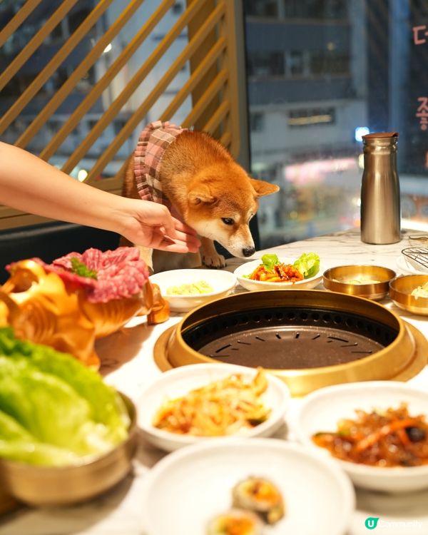 同狗狗一齊食韓牛放題😽