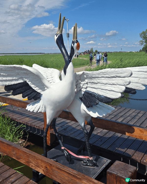 國寶雀鳥丹頂鶴