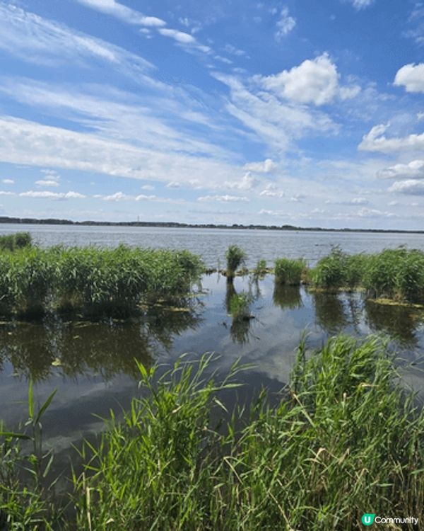 國寶雀鳥丹頂鶴
