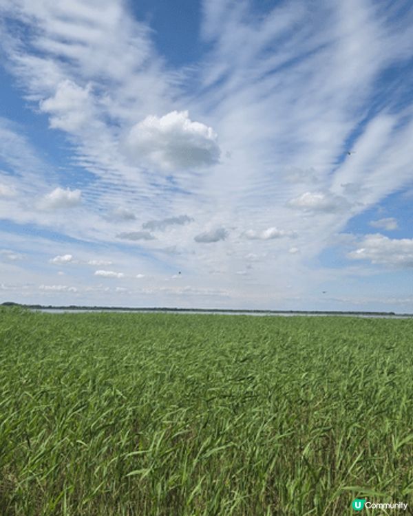 國寶雀鳥丹頂鶴
