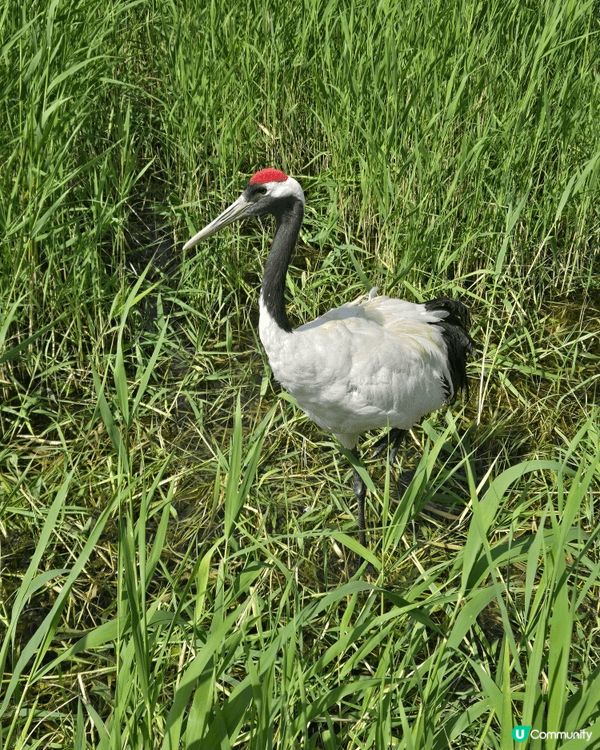 國寶雀鳥丹頂鶴