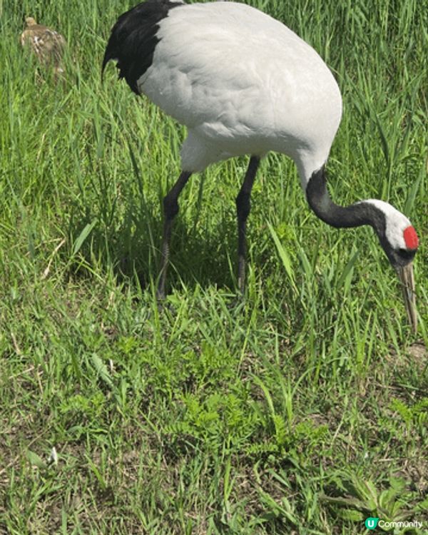 國寶雀鳥丹頂鶴
