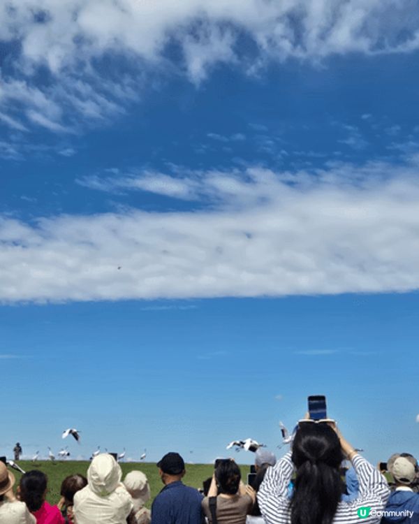 國寶雀鳥丹頂鶴