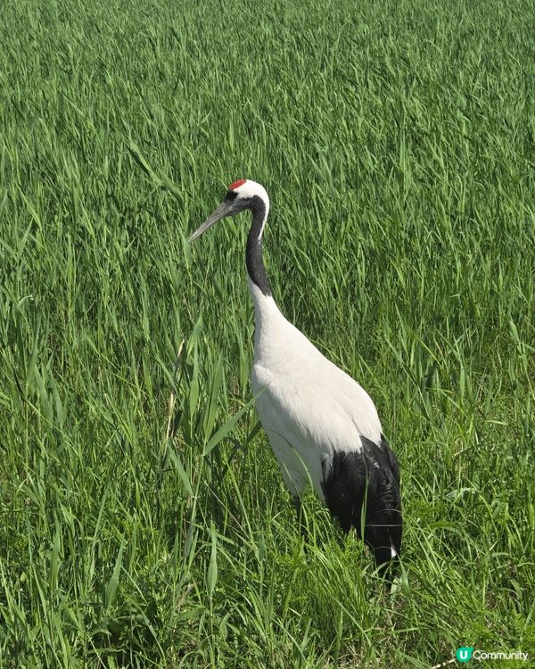 國寶雀鳥丹頂鶴